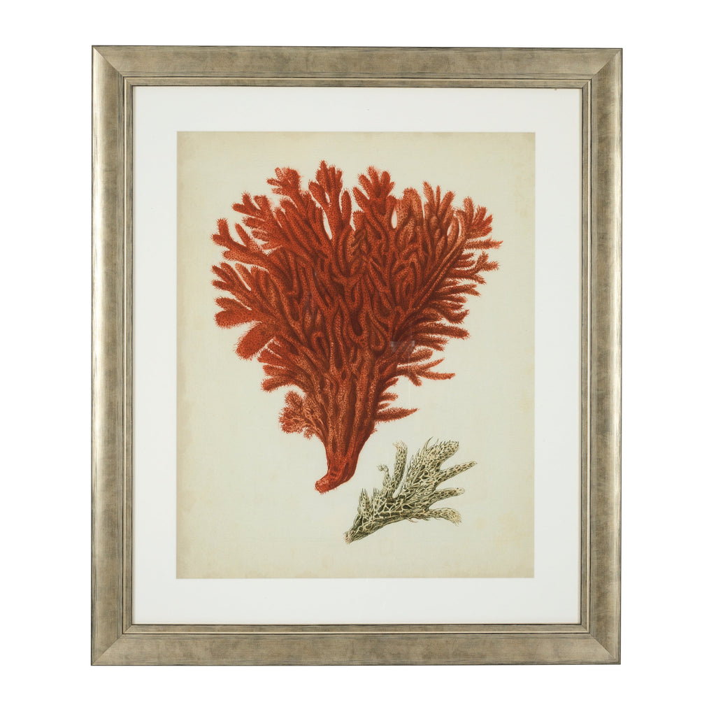 Print Ec258 Antique Red Corals Set of 6