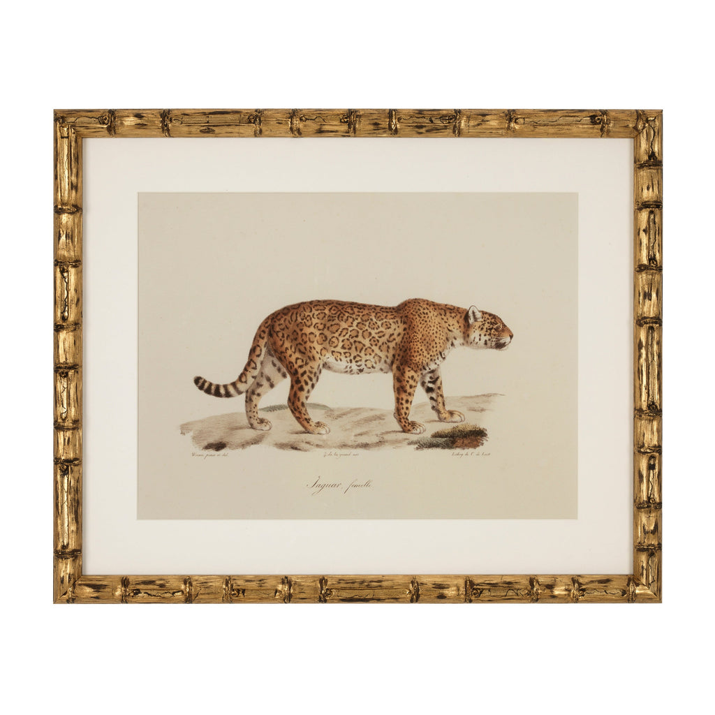 Print Ec262 Lion, Tigre, Jaguar Set of 6