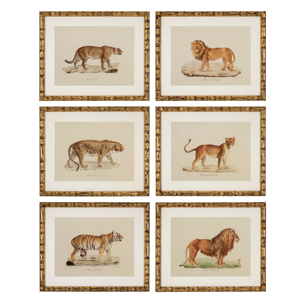 Print Ec262 Lion, Tigre, Jaguar Set of 6