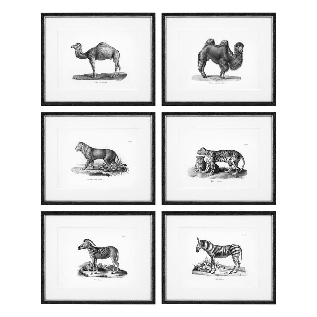 Print Ec282 Historical Animals Set of 6