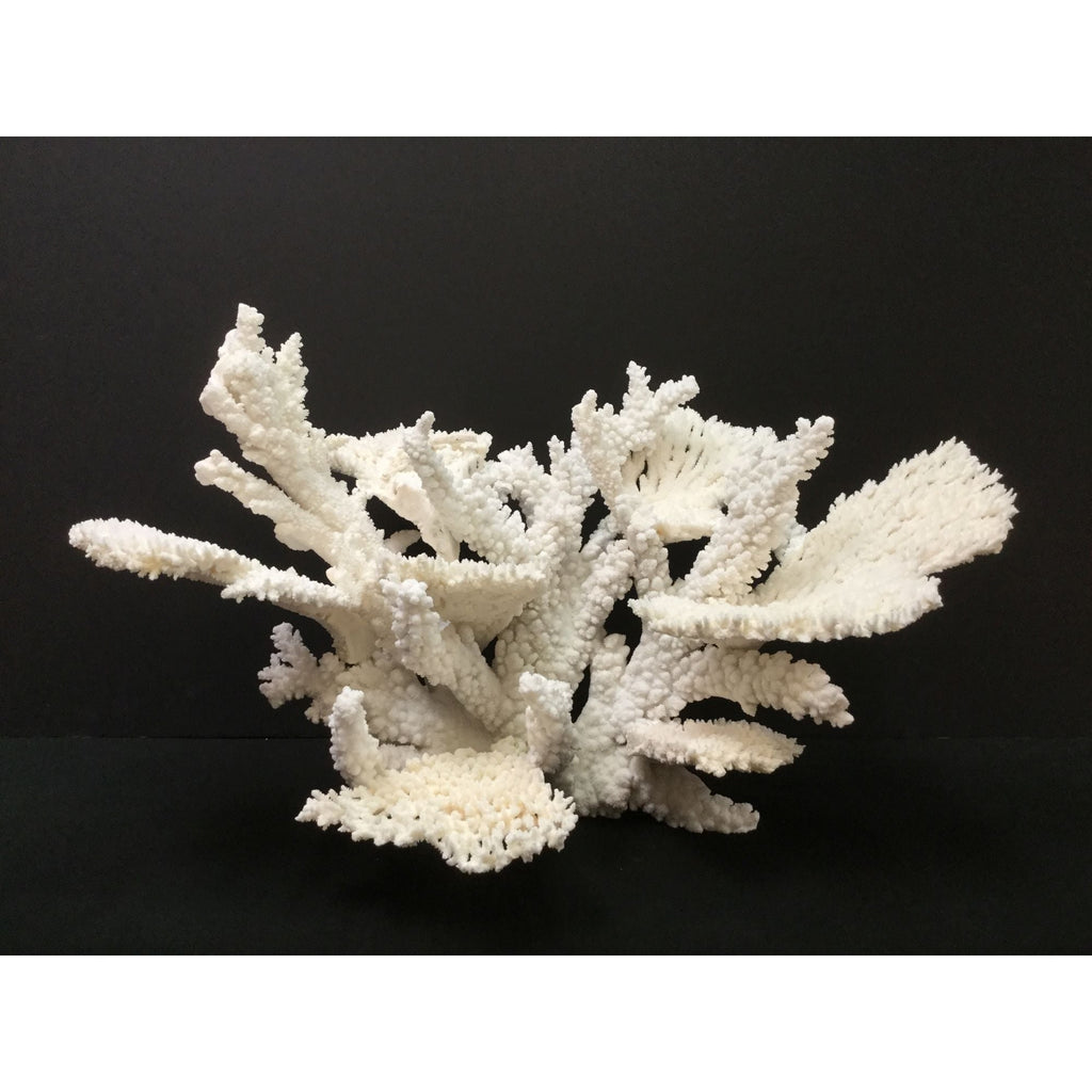 Table Reef Coral Creation On Acrylic Base