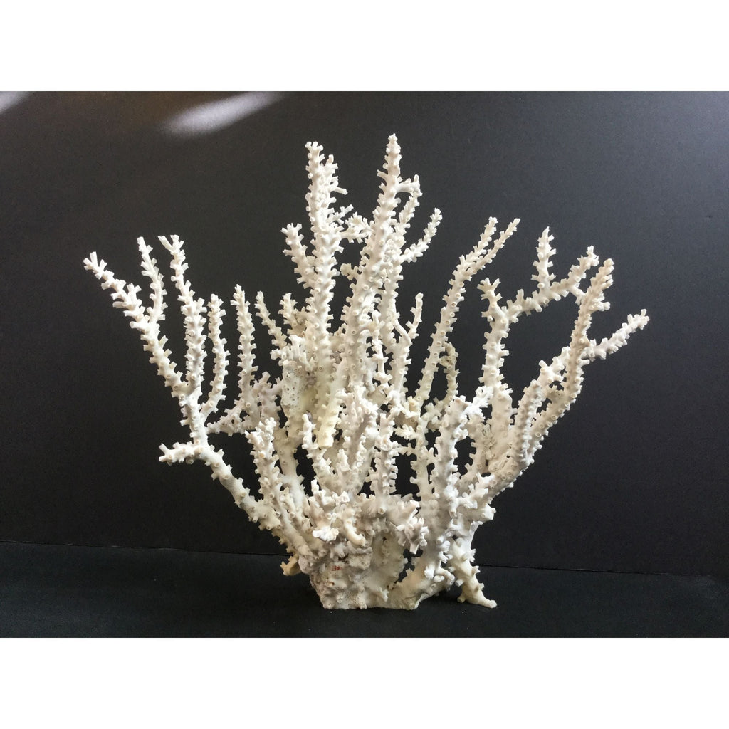 Octopus Coral Creation On Acrylic Base Large