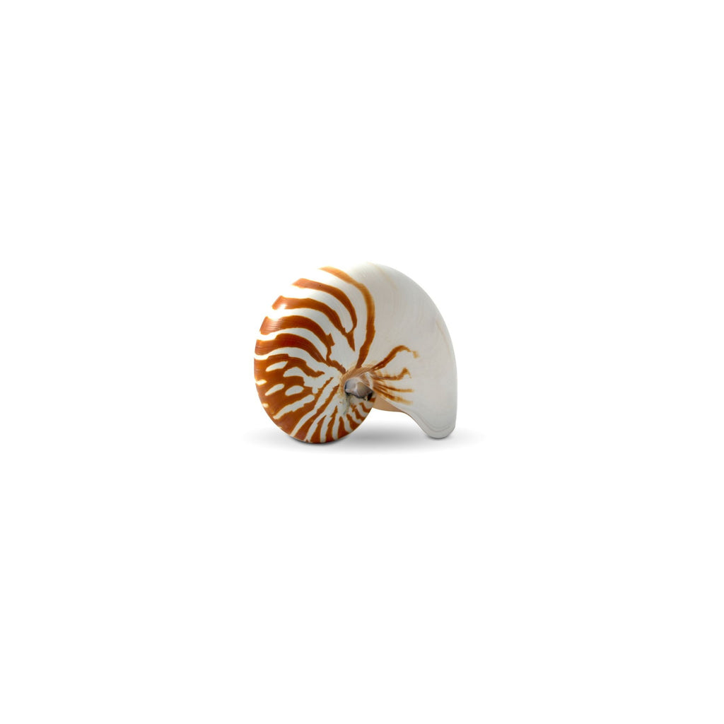 Nautilus Pompilius 5-7 Inch