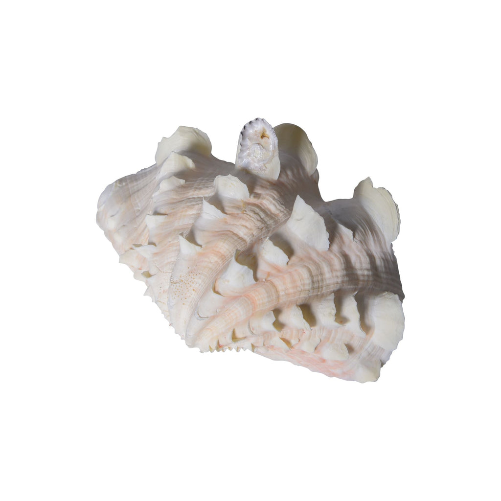 Tridacna Squamosa Colored 7-9 Inch Per Pair