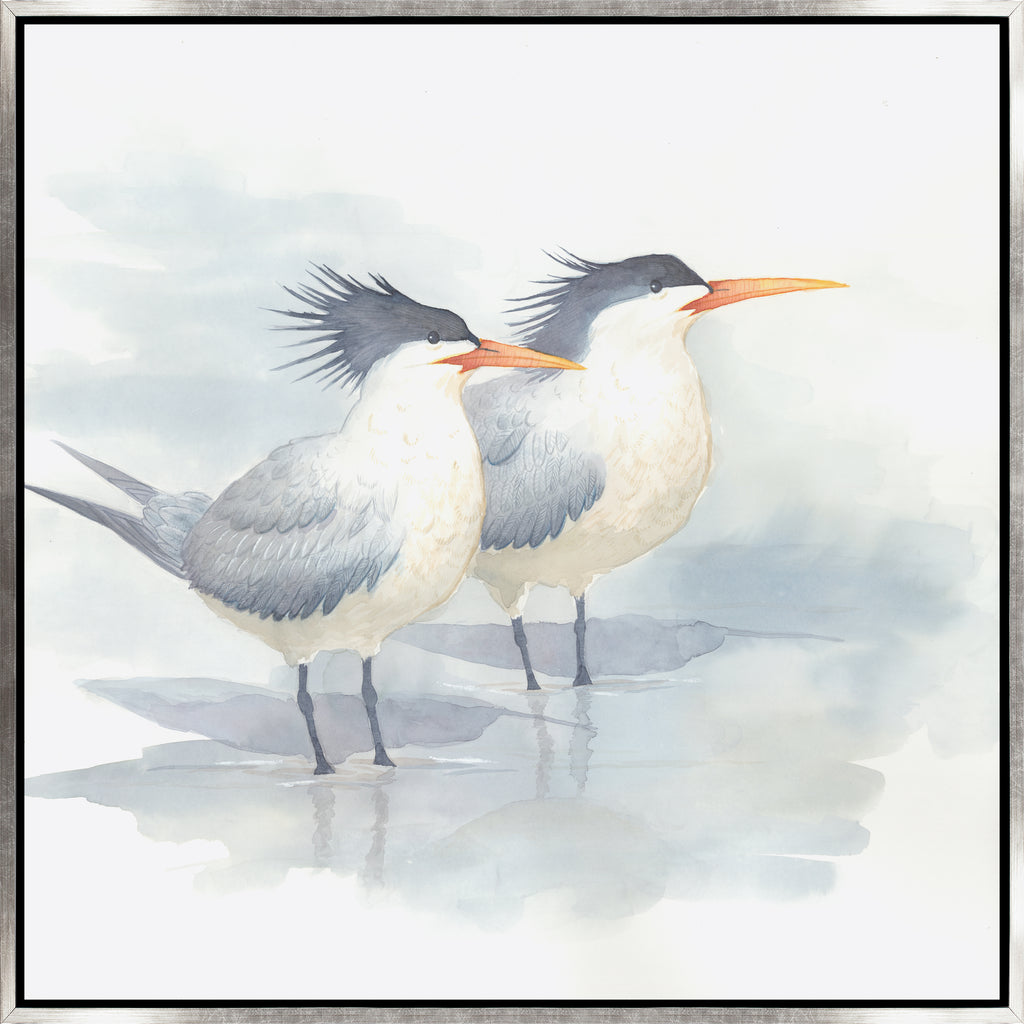 Elegant Terns I