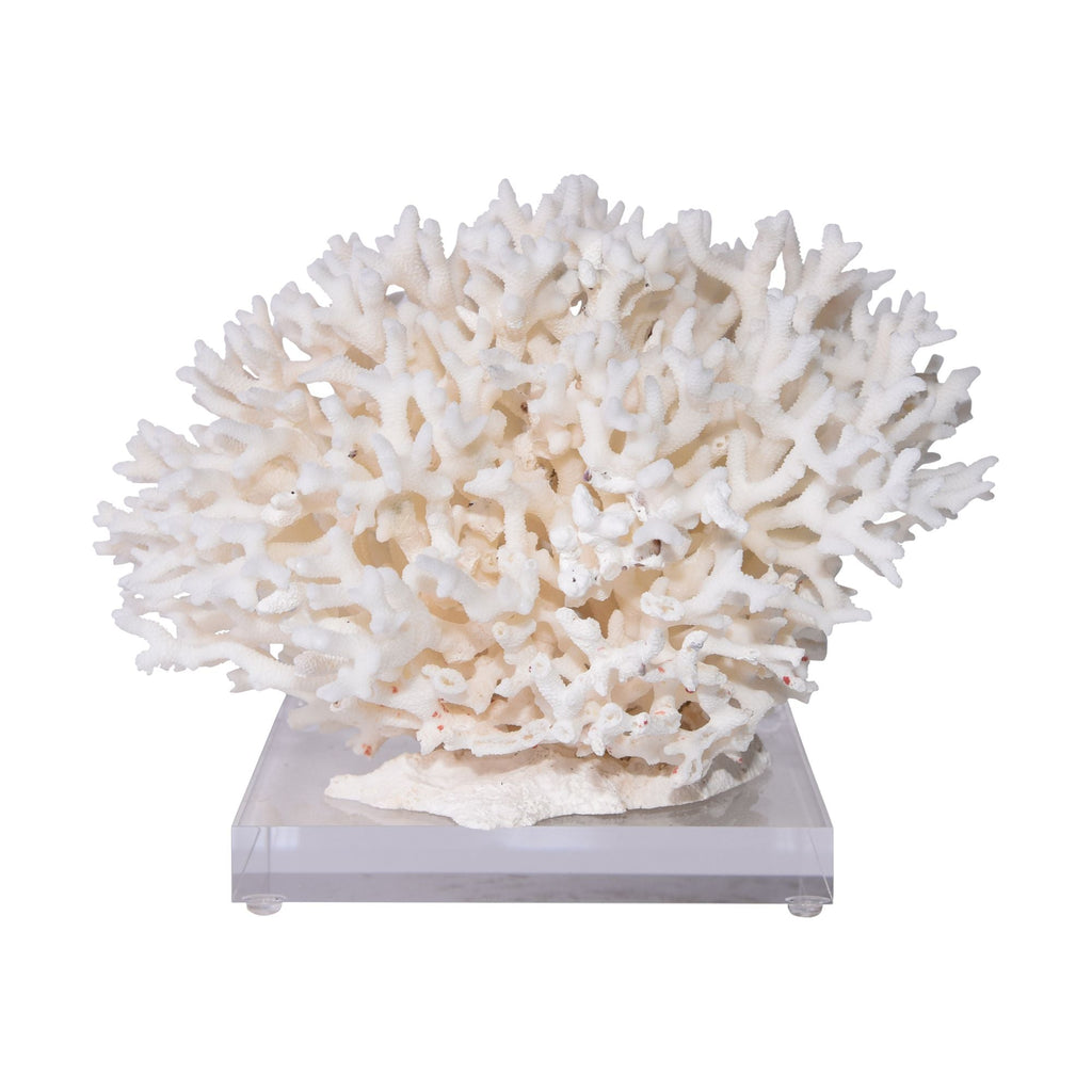 Birdsnest Coral 10-12 Inch On Acrylic Base