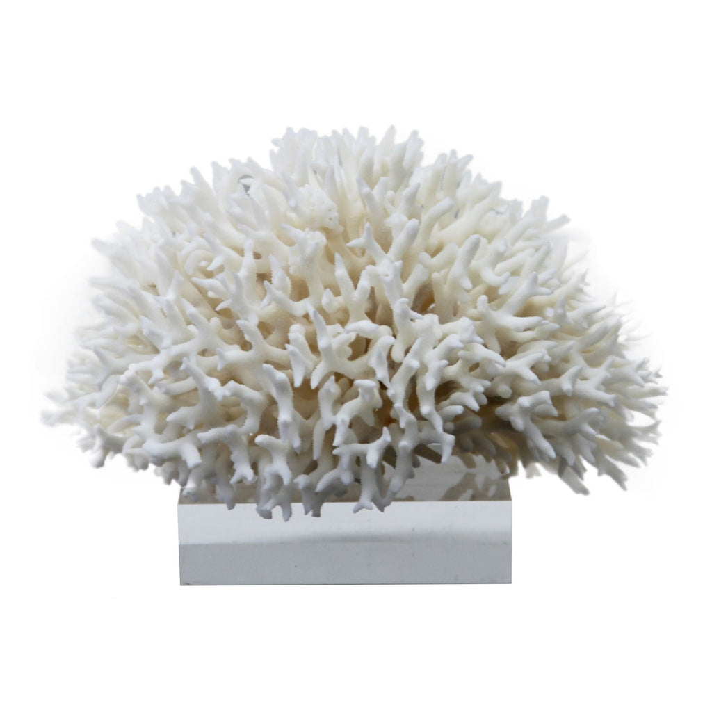 Birdsnest Coral 8-10 Inch On Acrylic Base