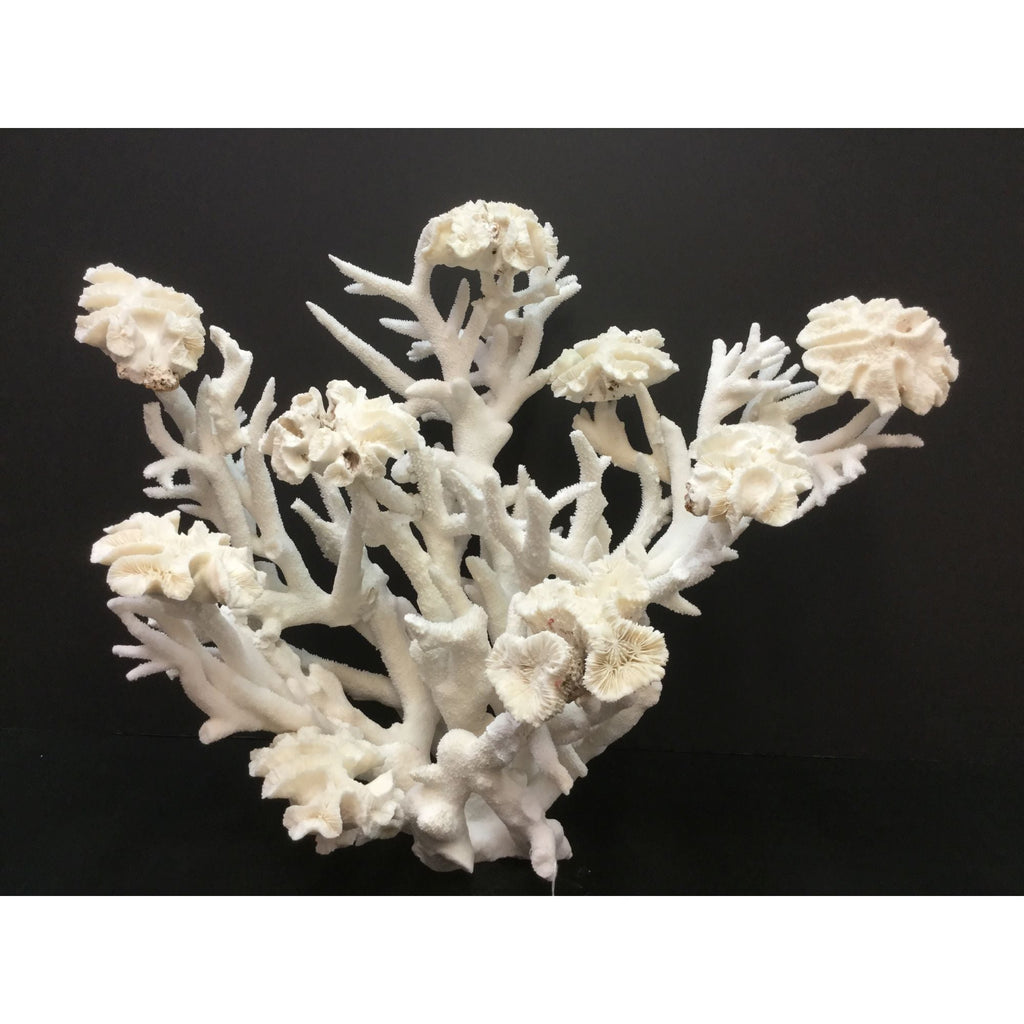 Brain Reef Coral Creation On Acrylic Base