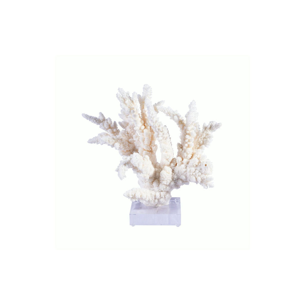 Branch Coral 10-12 Inch On Acrylic Base