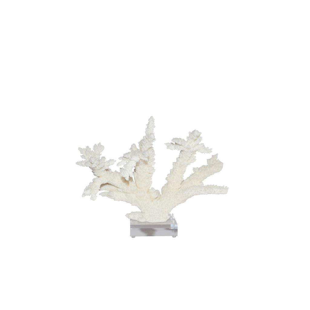 Branch Coral 8-10 Inch On Acrylic Base