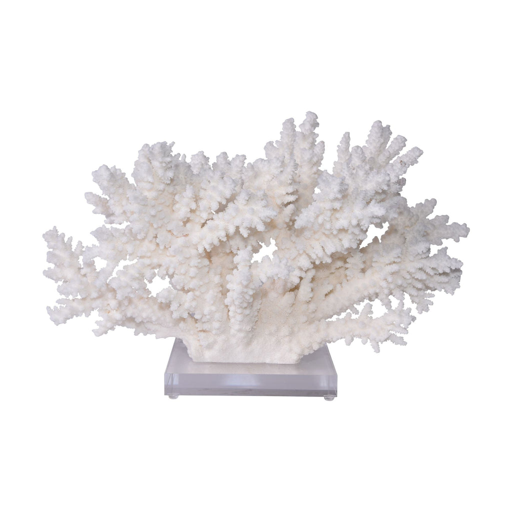 Branch Coral 20-24 Inch On Acrylic Base