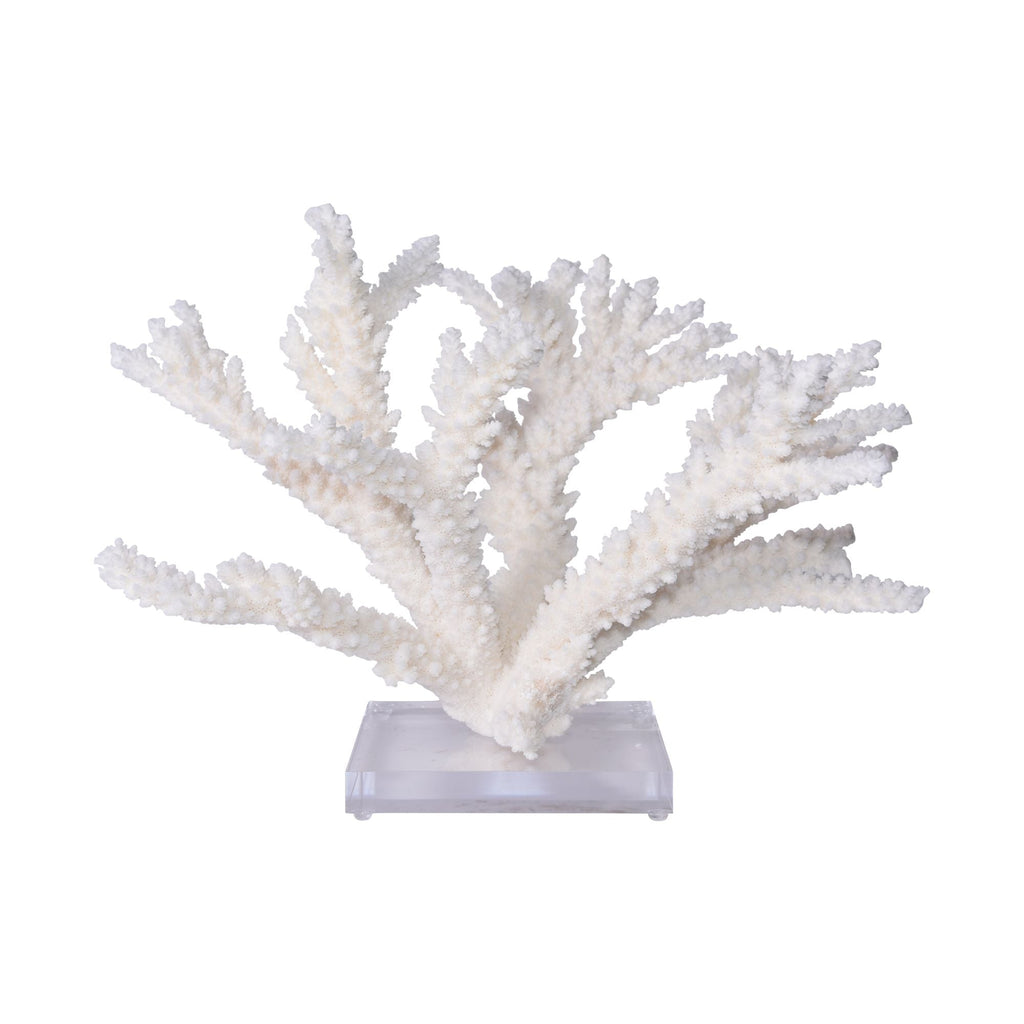 Branch Coral 15-16 Inch On Acrylic Base