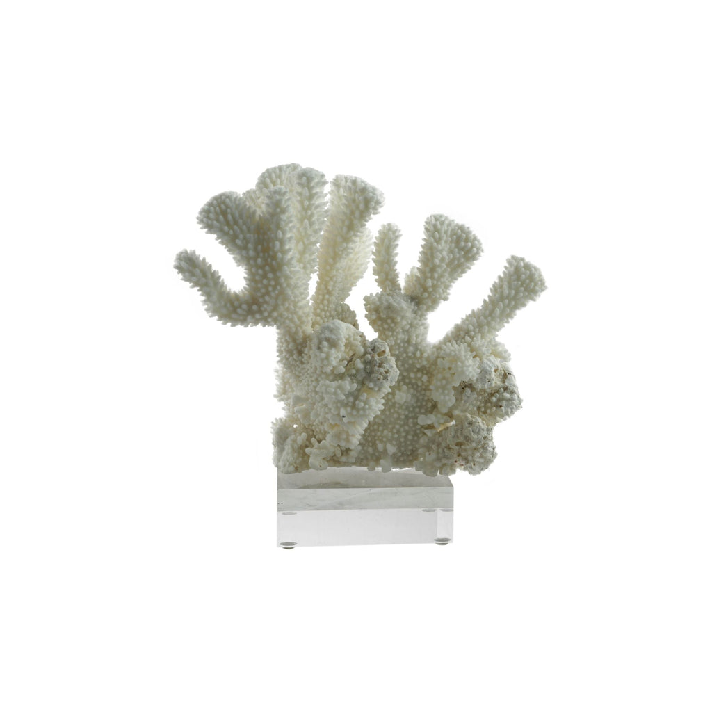 Cauliflower Coral 7-10 Inch On Acrylic Base