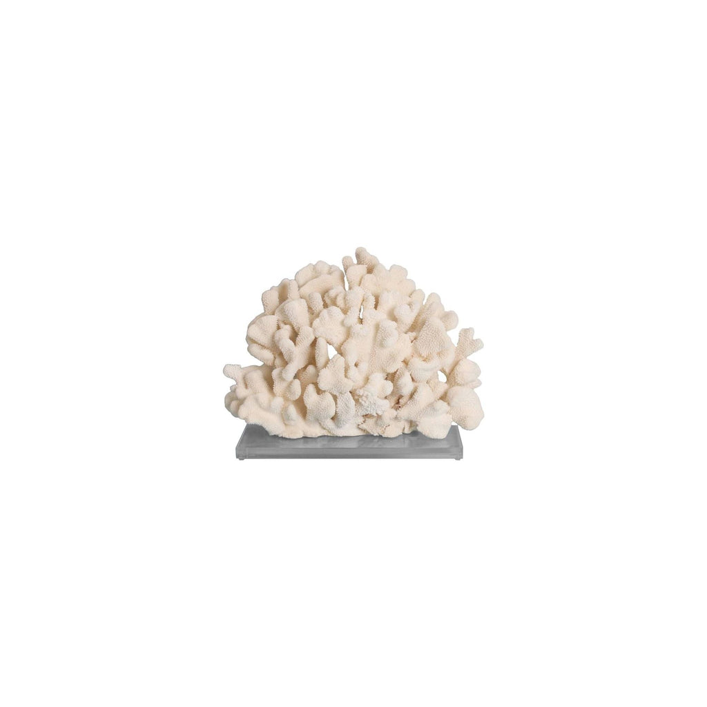 Cauliflower Coral 15+ Inch On Acrylic Base