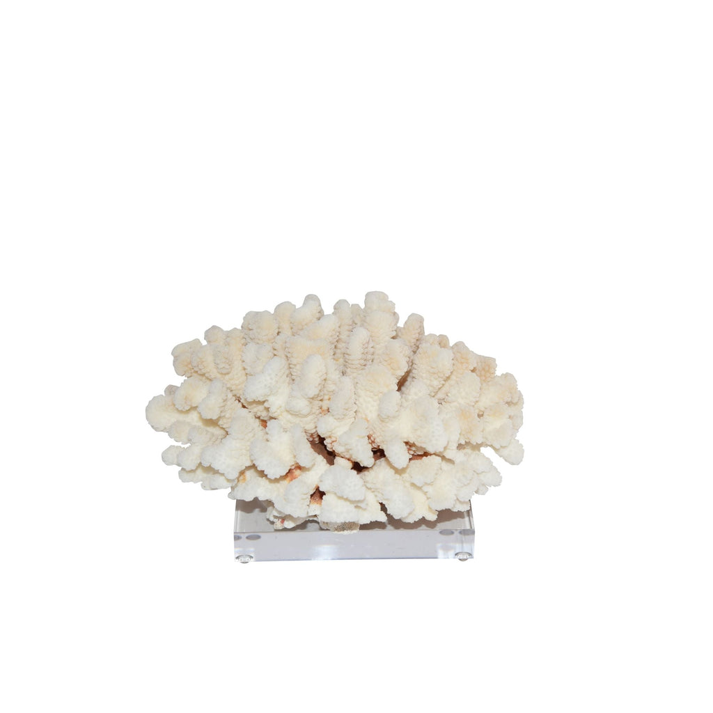 Cluster Coral 12-15 Inch On Acrylic Base