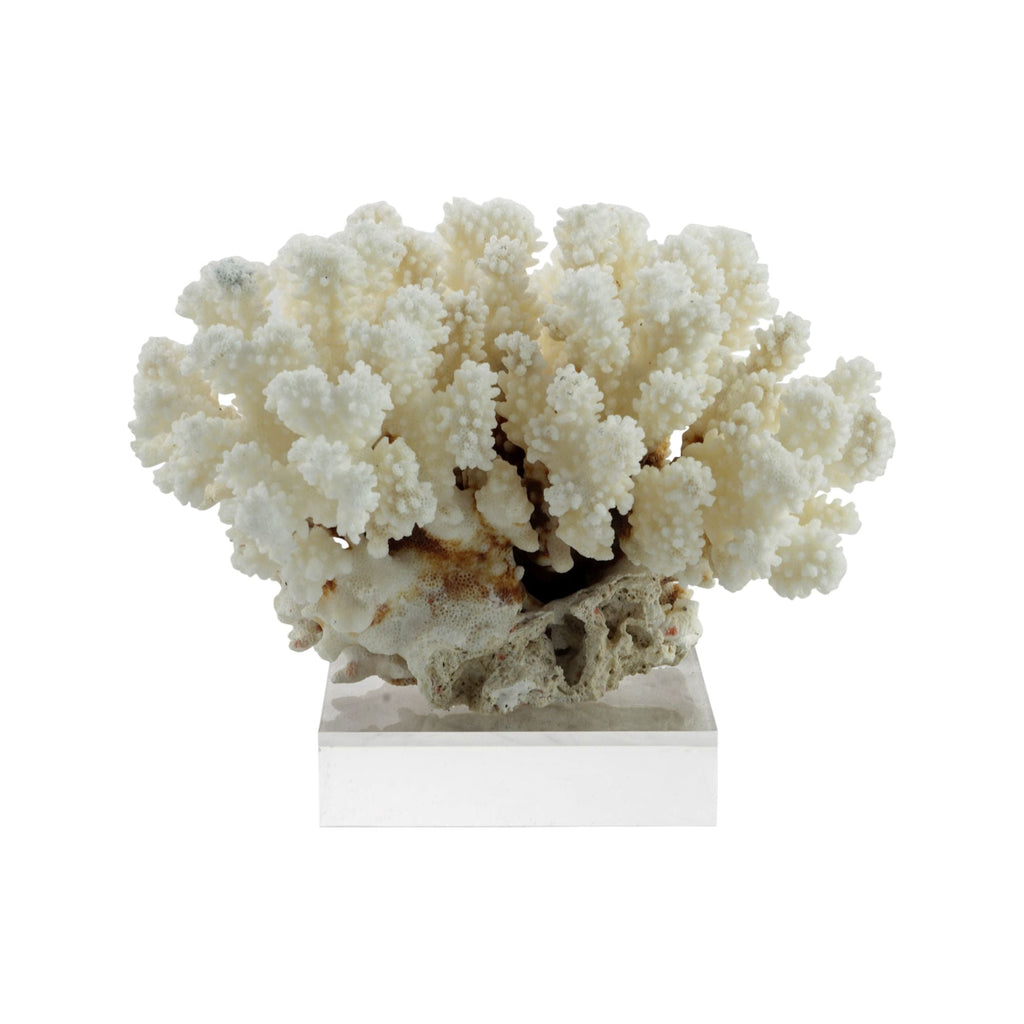 Cluster Coral 10-12 Inch On Acrylic Base