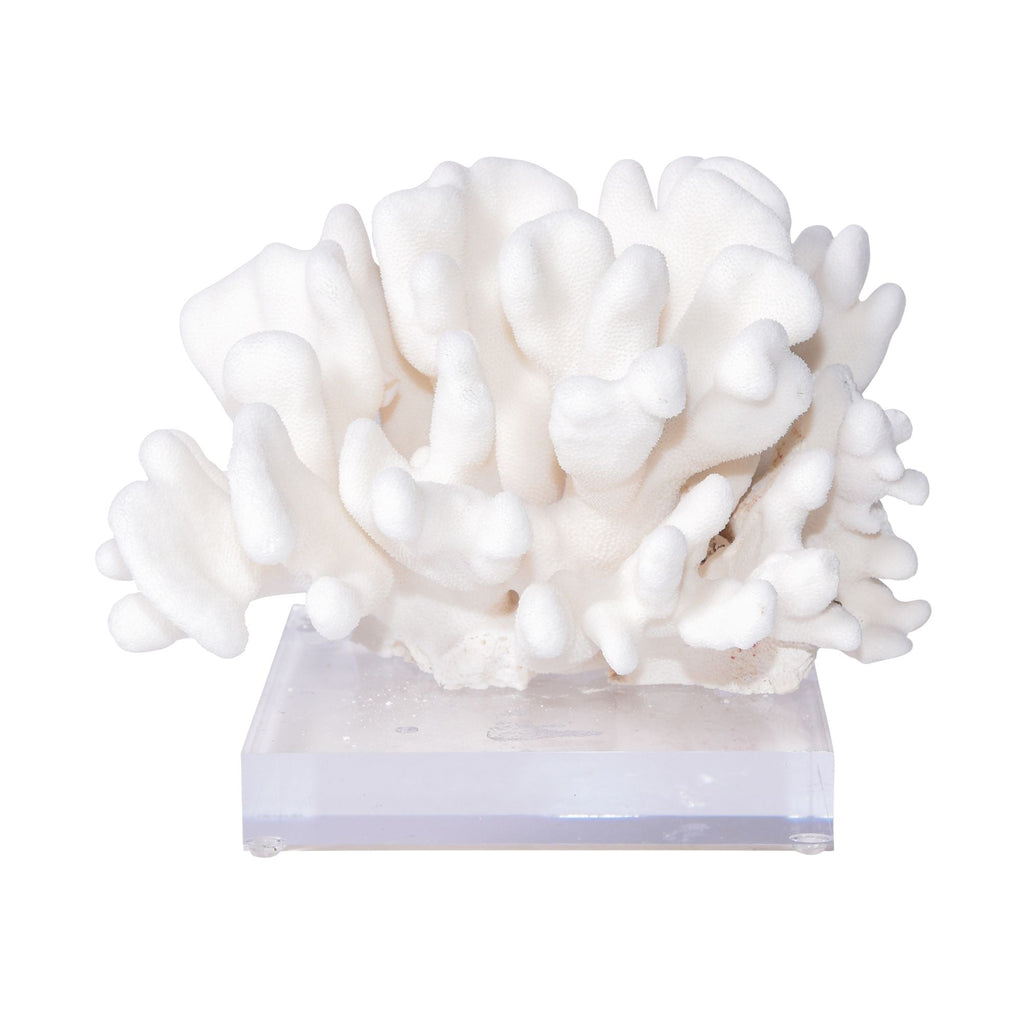 Elkhorn Coral Pacific 12-15 Inch On Acrylic Base