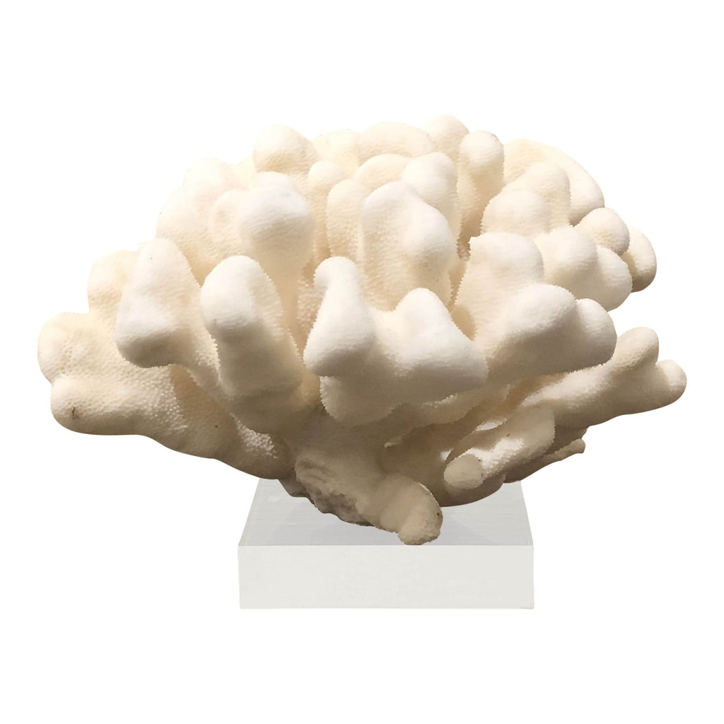 Elkhorn Coral Pacific 10-12 Inch On Acrylic Base