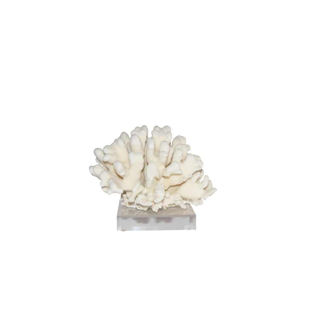 Elkhorn Coral Pacific 7-10 Inch On Acrylic Base