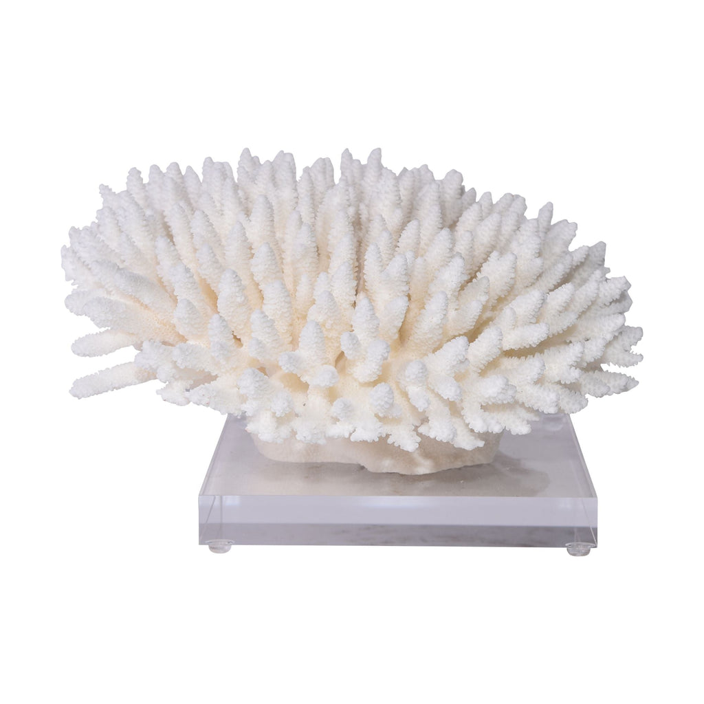 Finger Coral 12-15 Inch On Acrylic Base