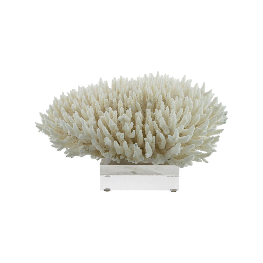 Finger Coral 10-12 Inch On Acrylic Base