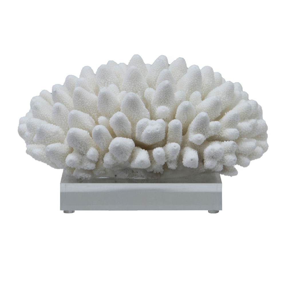 Finger Coral 7-10 Inch On Acrylic Base