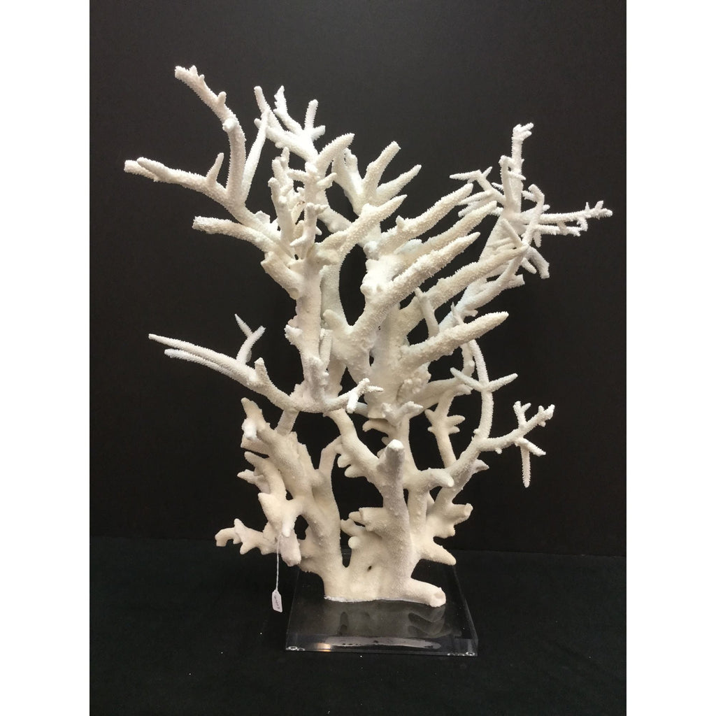 Staghorn Coral Creation Tall On Acrylic Base