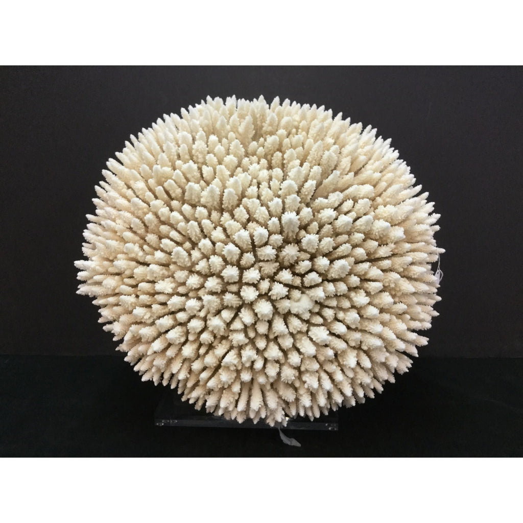 Table Display Coral Creation On Acrylic Base