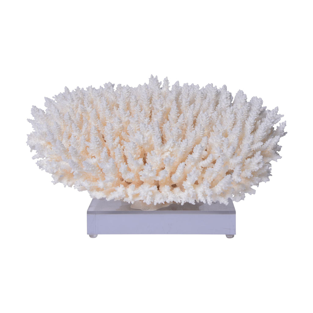 Table Coral 12-15 Inch On Acrylic Base