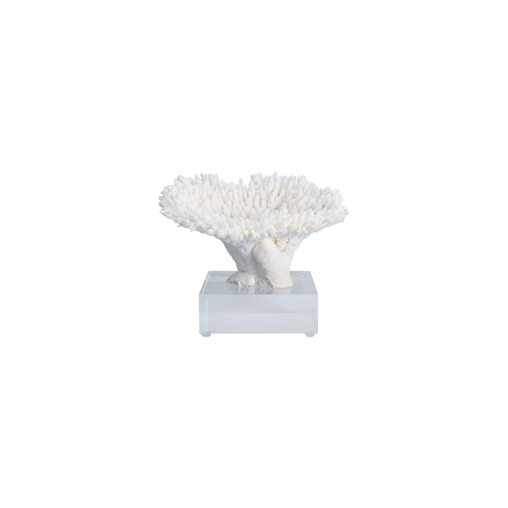 Table Coral 10-12 Inch On Acrylic Base