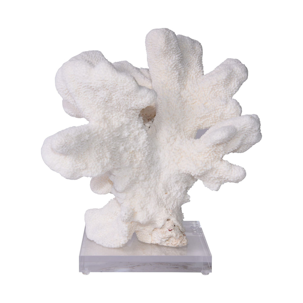 Catspaw Coral 10-12 Inch On Acrylic Base