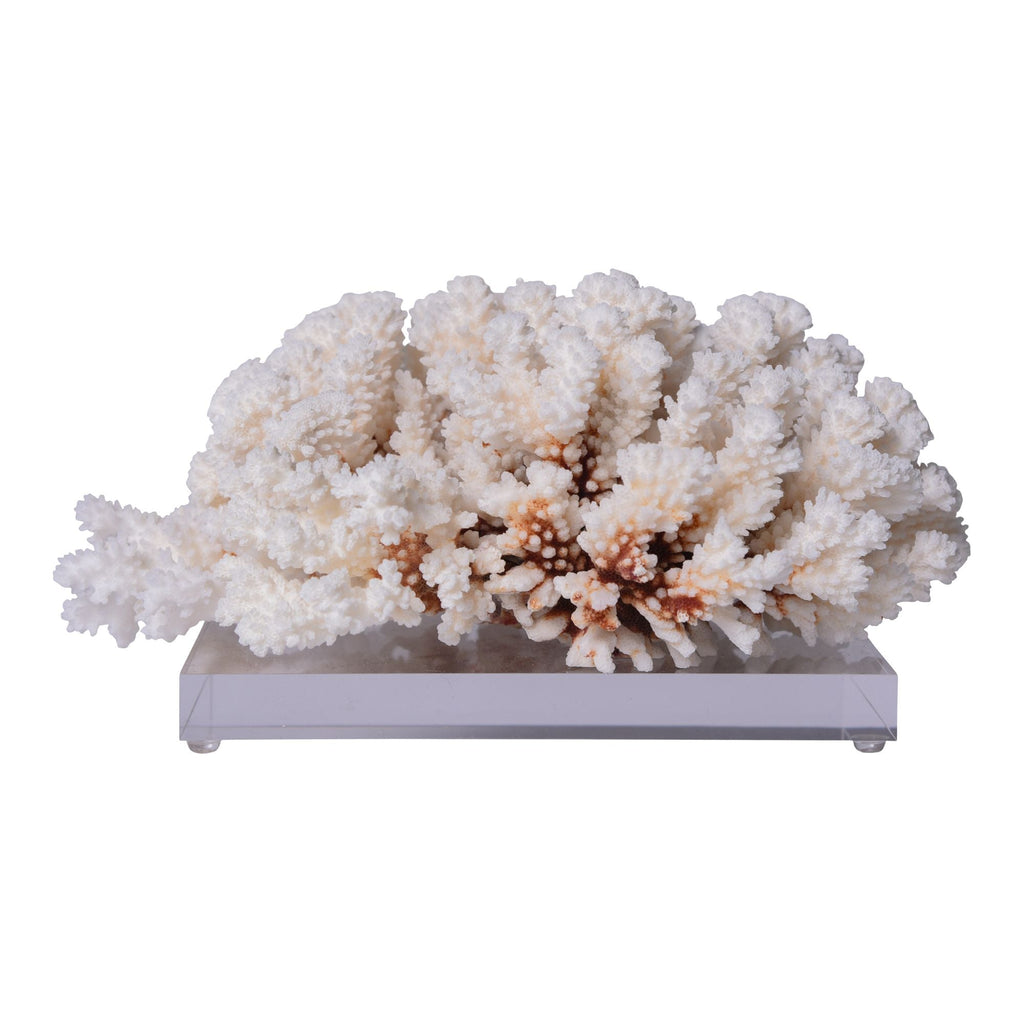 Brownstem Coral 12-15 Inch On Acrylic Base