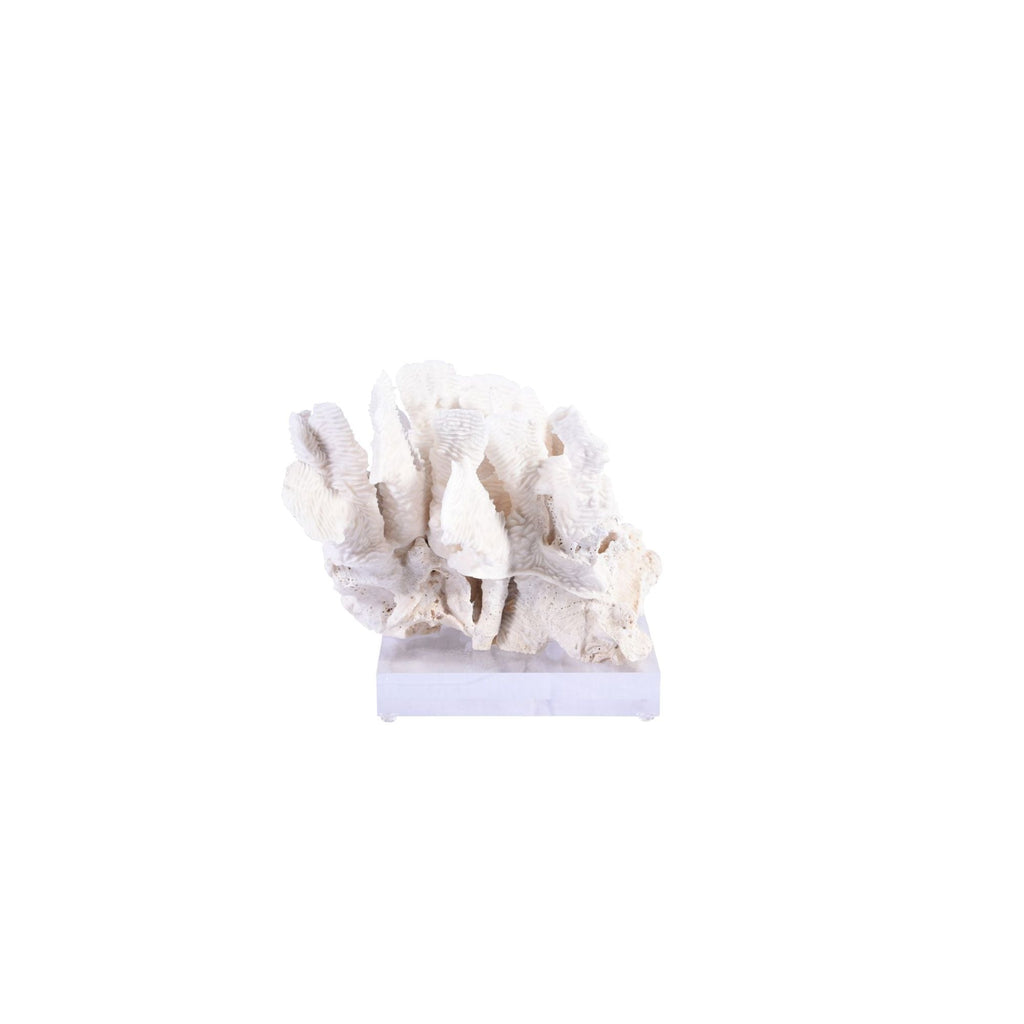 Rugosa Coral 10-12 Inch On Acrylic Base