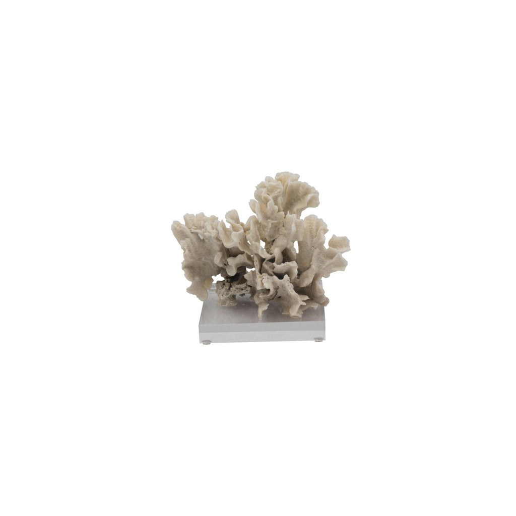 Rugosa Coral 7-10 Inch On Acrylic Base