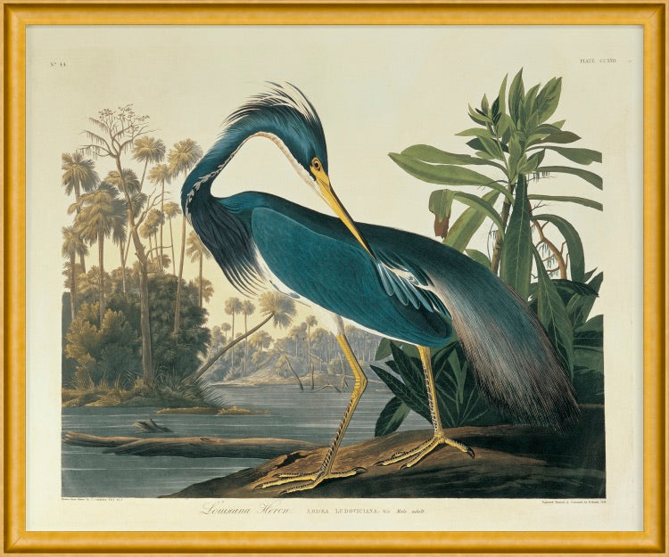 Louisiana Heron Plate 217 Print, Framed