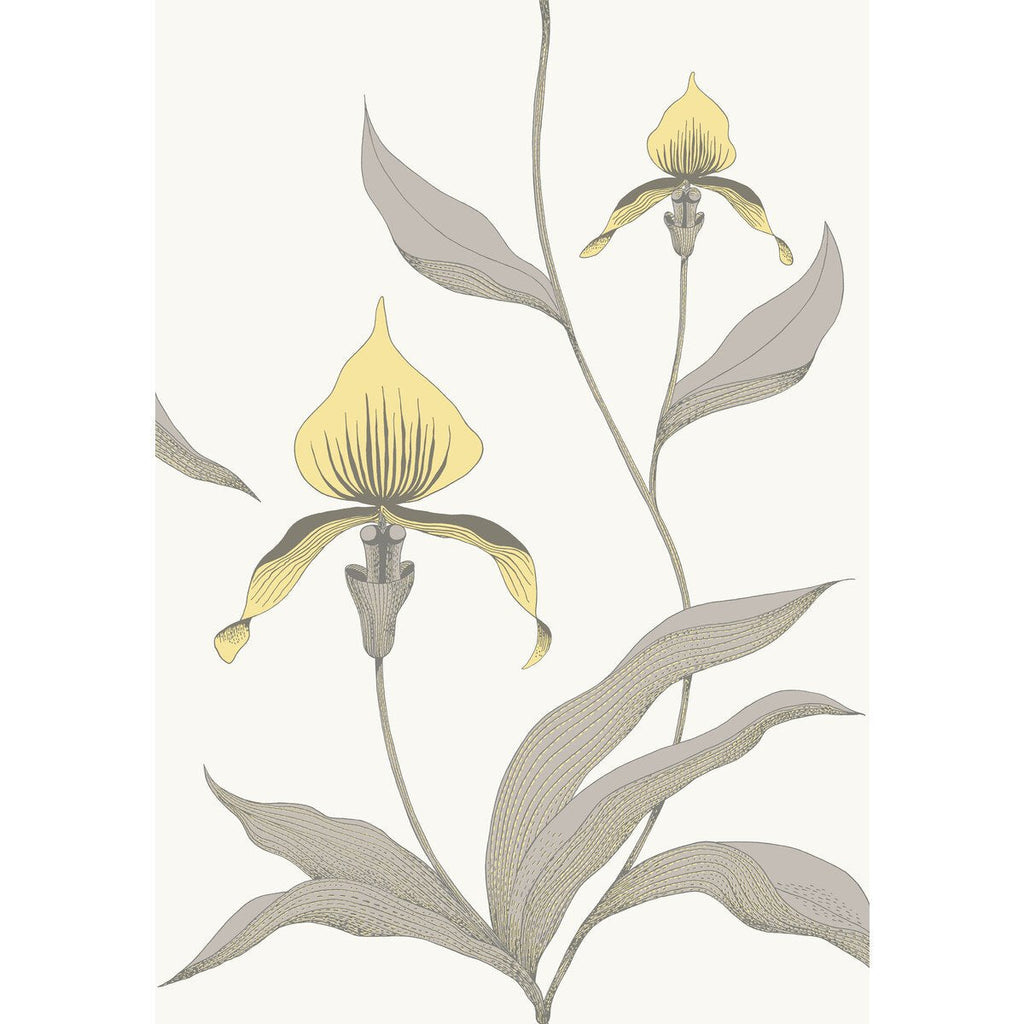 Orchid - Yellow/White