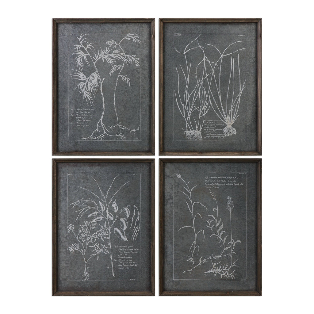 Root Study Print Art, Set of 4