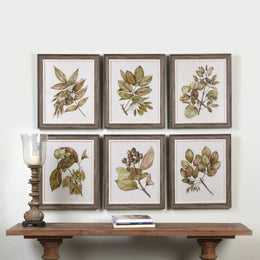 Seedlings Framed Prints Set of 6