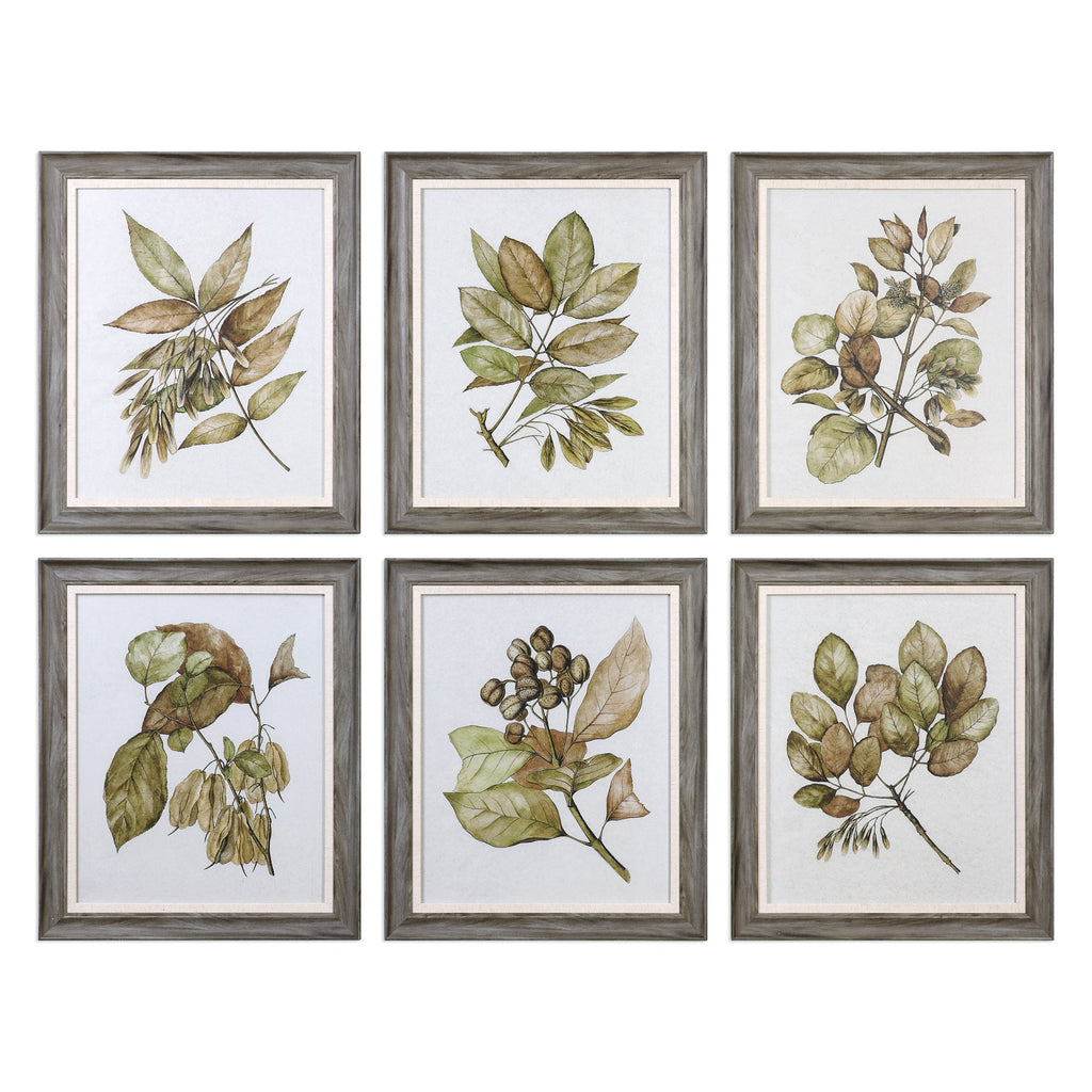 Seedlings Framed Prints Set of 6