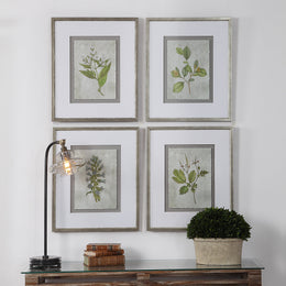 Stem Study Framed Prints Set/4