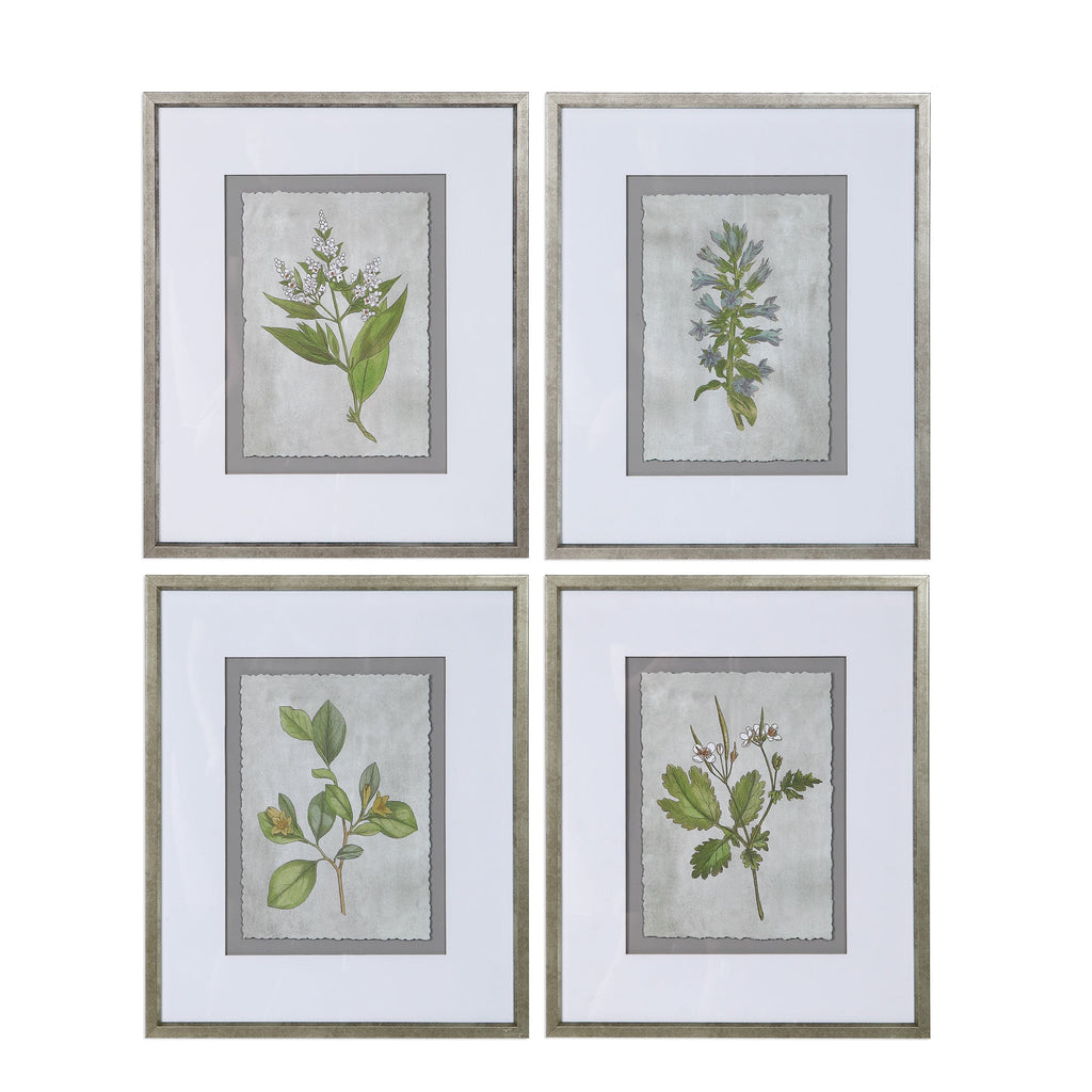 Stem Study Framed Prints Set/4