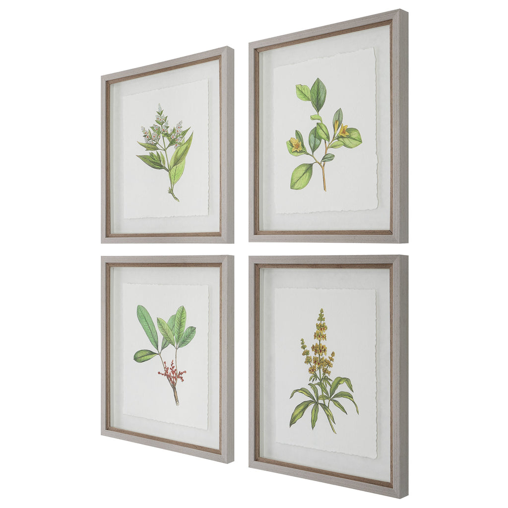 Wildflower Study Framed Prints, Set of 4