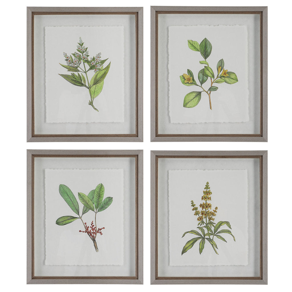 Wildflower Study Framed Prints, Set of 4