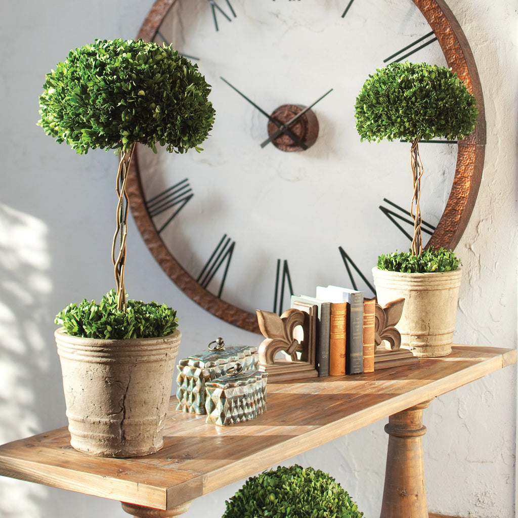 Tree Topiary Preserved Boxwood