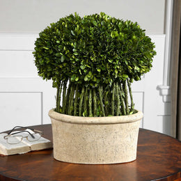 Willow Topiary Preserved Boxwood