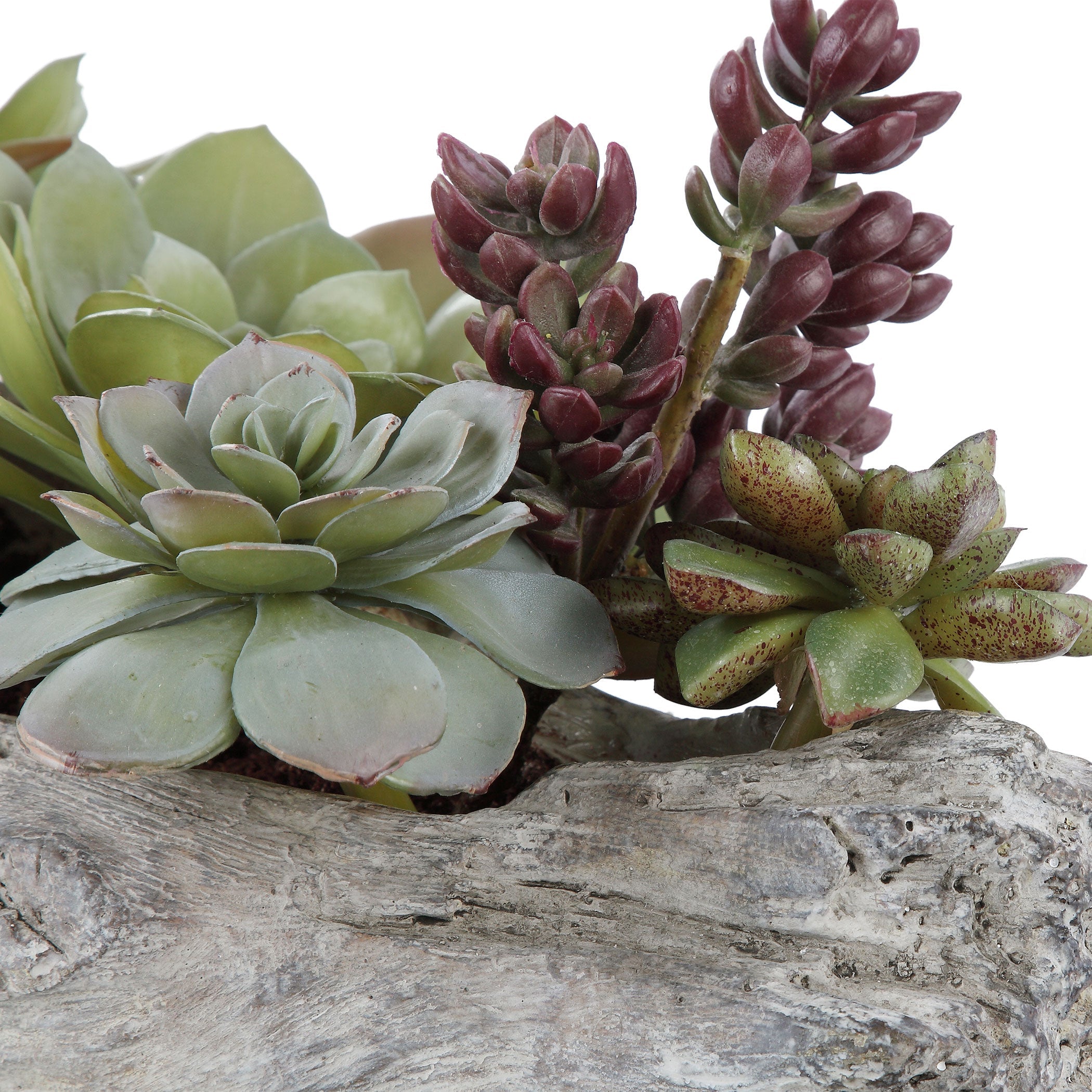 lush succulent Charita Succulents