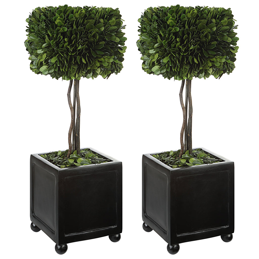 Preserved Boxwood Square Topiaries, Set of 2