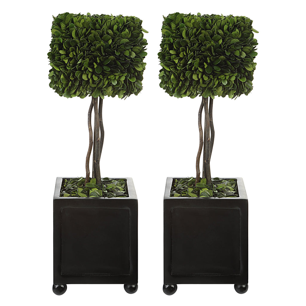 Preserved Boxwood Square Topiaries, Set of 2