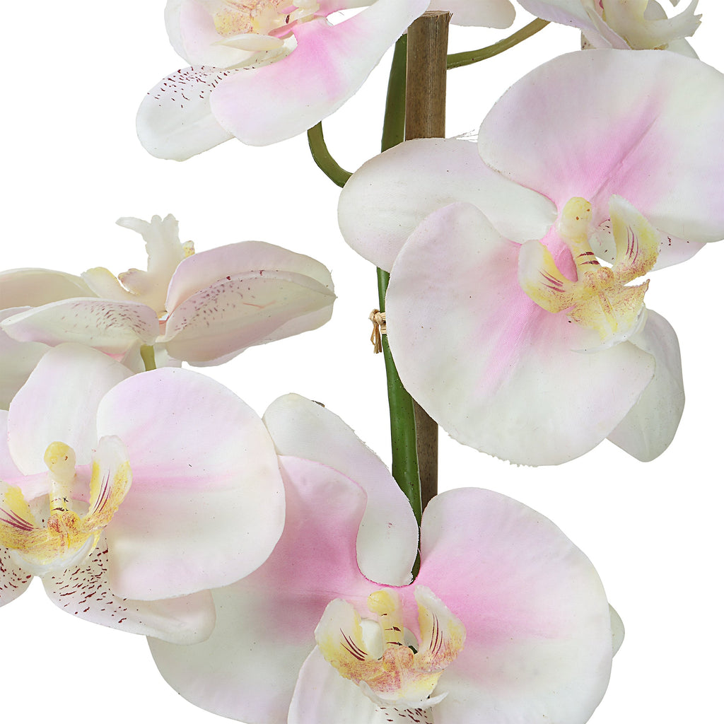 Blush Pink And White Orchid