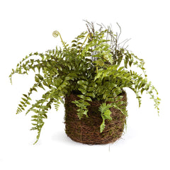 Boston Fern Rustic Drop-In 12 Inches